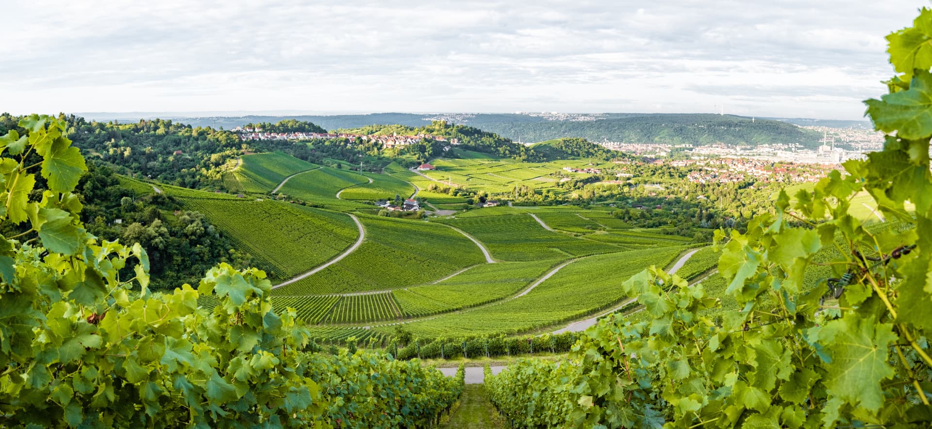 Weinberge in der Region Stuttgart